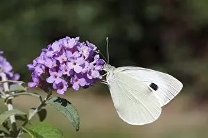 Cabbage butterfly (Pieris brassicae)