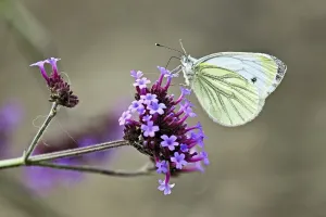 Category Wildlife DE Prints: Cabbage butterfly (Pieris brassicae)