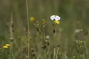 Cabbage butterfly (Pieris brassicae) approaching flower of rough hawksbeard (Crepis biennis)