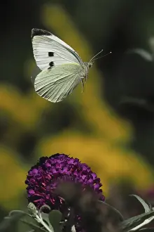A Cabbage butterfly (Pieris brassicae) hovering over a purple flower in a natural environment