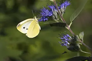 Cabbage butterfly (Pieris brassicae) sucking nectar on flower of Caryopteris (Caryopteris x clandonensis)