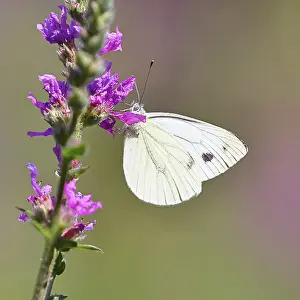 A Cabbage butterfly (Pieris brassicae) sucking nectar on the flower of the purple loosestrife (Lythrum salicaria)