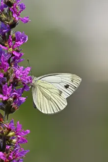 A Cabbage butterfly (Pieris brassicae) sucking nectar on the flower of the purple loosestrife (Lythrum salicaria)