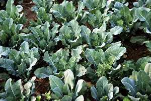 Cabbage plants in field