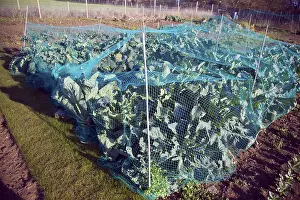 Cabbage plants growing in winter allotment gardens