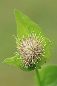 Cabbage Thistle (Cirsium oleraceum)