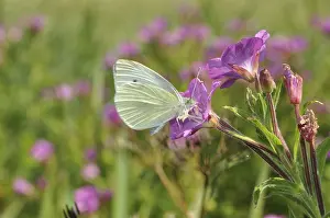 Cabbage white, butterfly, butterfly