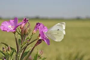 Cabbage white, butterfly, butterfly