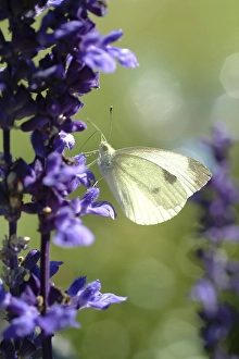 Cabbage white butterfly at lavendel