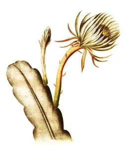 Cacti (Cereus) hookeri, Historical