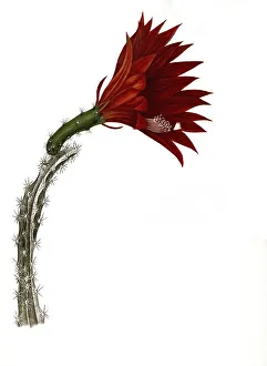 Cacti (Cereus) schrankii, Historical