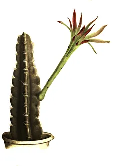 Cacti (Cereus) variabilis, Historical
