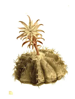 Cacti, Discocactus insignia, Historical