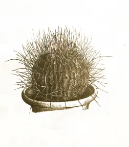 Cacti, Echinocactus airigens, Historical