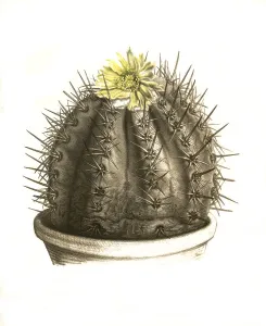Cacti, Echinocactus (cactaceae) bridgesii