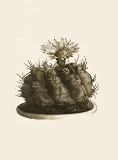 Cacti, Echinocactus (cactaceae) fossulatus