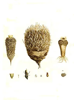 Cacti, Echinocactus (Cactaceae) phyllacanthes