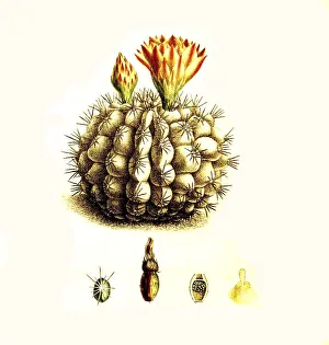 Cacti, Echinocactus centeterius