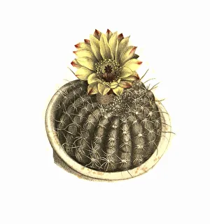 Cacti, Echinocactus concinnus lemaire