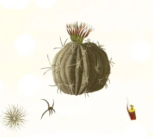 Cacti, Echinocactus coptonogonus