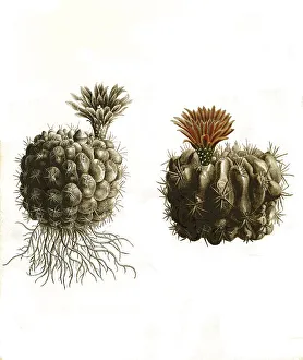 Cacti, Echinocactus hybocentrus