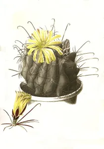 Cacti (echinocactus longihamatus)