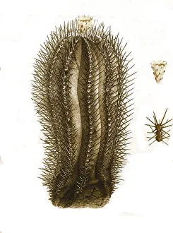 Cacti, Echinocactus marginatus