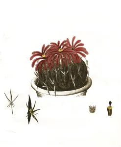 Cacti, echinocactus obvallatus