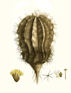Cacti, Echinocactus pfeifferi zuccarini