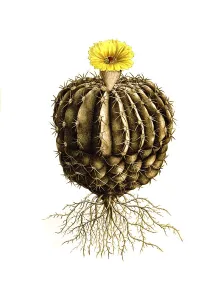Cacti, Echinocactus sellovi, Echinocactus is a genus of plant in the cactus family