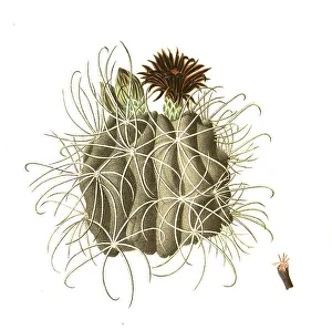 Cacti (Echinocactus uncinatus)