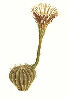 Cacti, Historical, digitally restored reproduction from a 19th century original