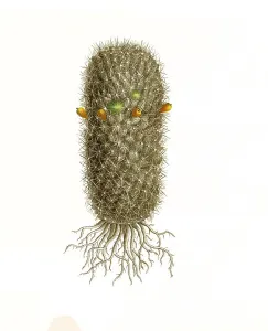 Cacti, Meriacantha, Historic, digitally restored reproduction from a 19th century original