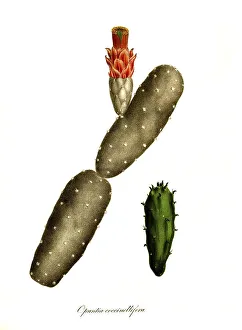 Cacti (Opuntia) cochenillifera