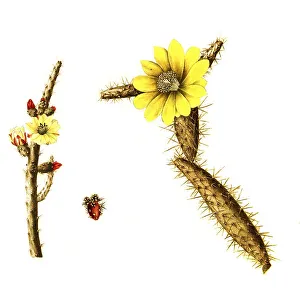 Cacti (Opuntia) salmiana and Opunti curasfavica