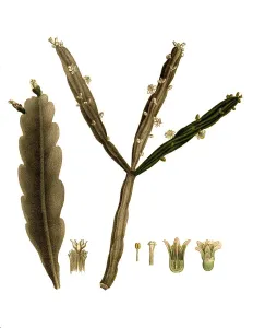 Cacti, Rhipsalis platycarpa, Rhipsalis pentaptera