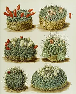 Cacti and succulents, 1. Neomammillaria gaumeri