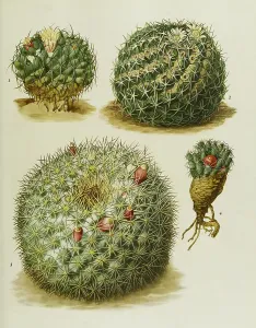 Cacti and succulents, 1. Neomammillaria magnimamma