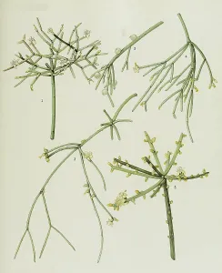 Cacti and succulents, 1. Rhipsalis cribrata