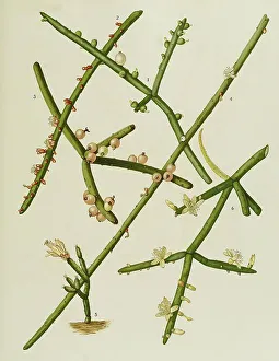 Cacti and succulents, 1. rhipsalis (Erythrorhipsalis) grandiflora