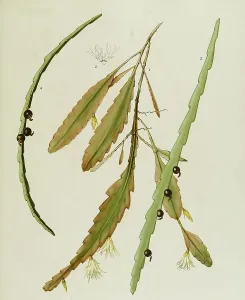 Cacti and succulents, 1. Rhipsalis houlletiana