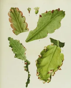 Cacti and succulents, 1. Rhipsalis russellii