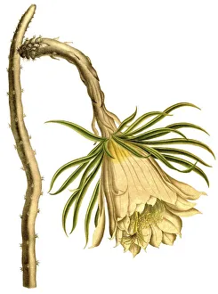 Cactus (cactaceae) (Cereus) setaceus