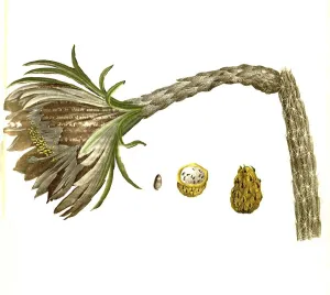 Cactus (Cactaceae) (Cereus) undatus, syn