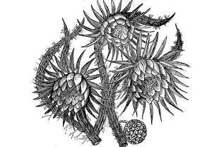 Cactus, Cereus grandiflorus, with flower