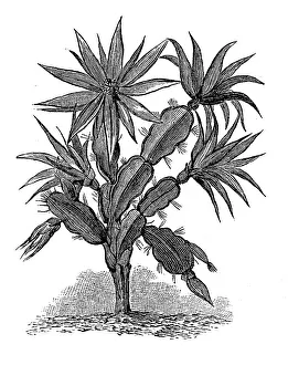 Cactus, Epipyllum russellianum