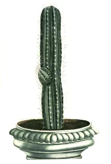 Cactus erectus, a genus of plant in the cactus family (Cereus)