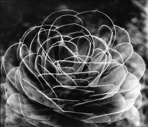Cactus Flower, 1974