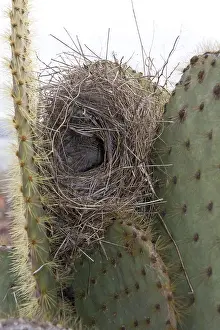 Cactus Ground Finch, Cactus Ground Finch