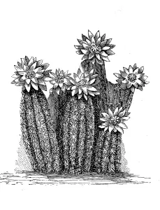 Cactus, Hedgehog Cactus caespitosus